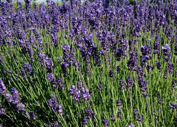 Lavandula-angustifolia-flowering