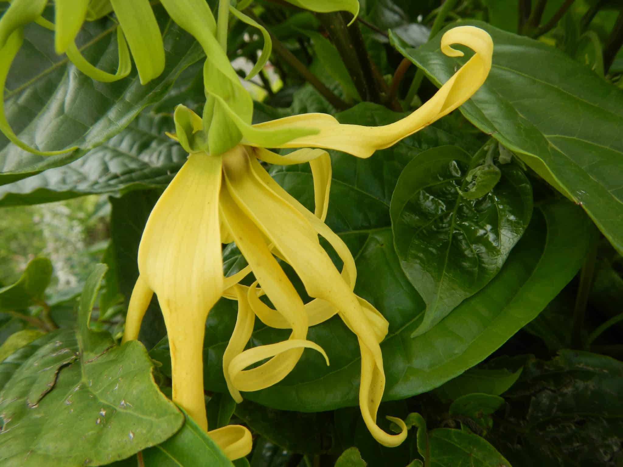 ylang ylang